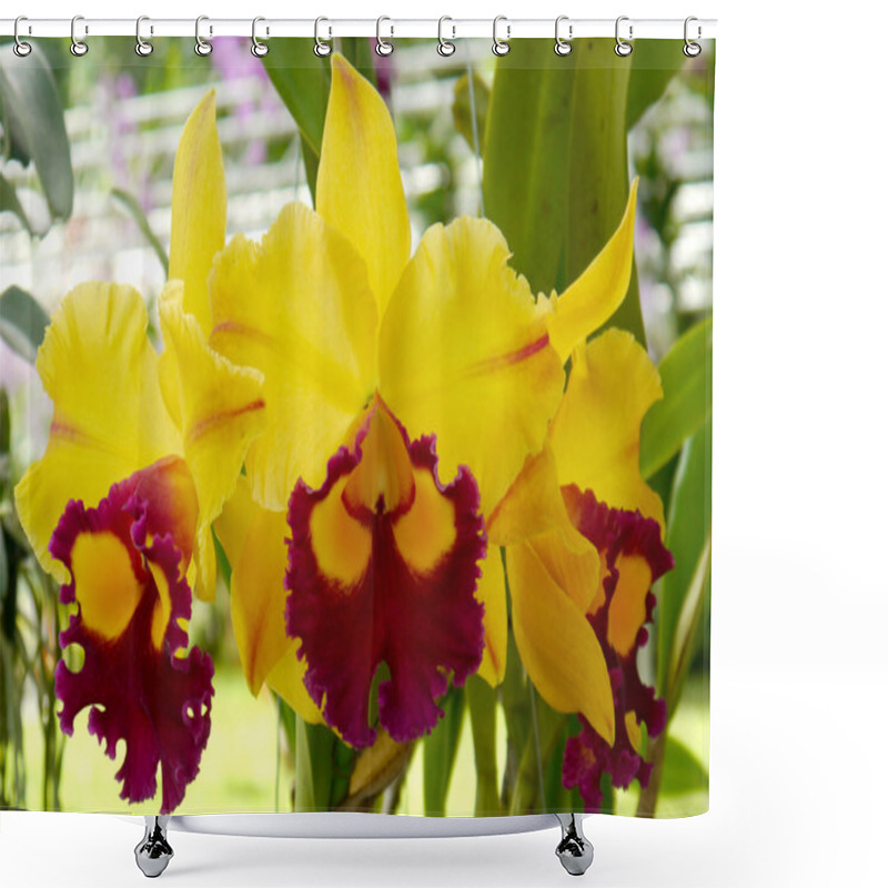 Personality  Cattleya Orchid Shower Curtains