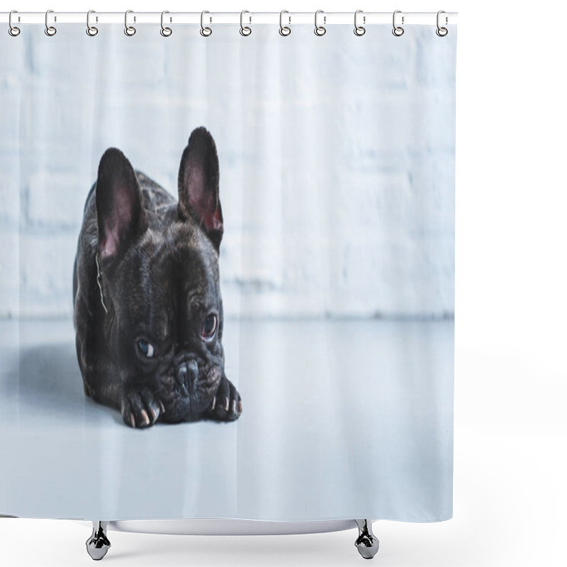 Personality  Sad Cute French Bulldog Lying On Floor Shower Curtains