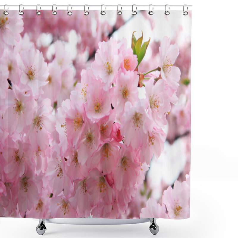 Personality  Light Pink Blooming Cherry Tree, Closeup Shower Curtains