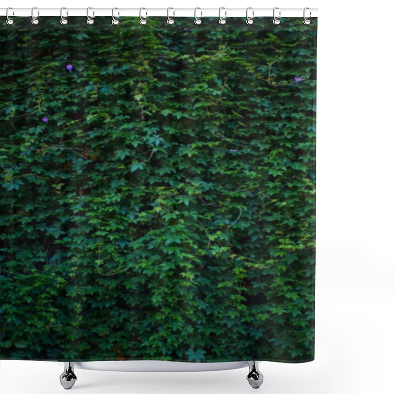 Personality  A Wall Completely Covered In Green Ivy With A Few Purple Flowers. The Leaves Are Lush And Vibrant, Creating A Natural, Textured Background. Shower Curtains