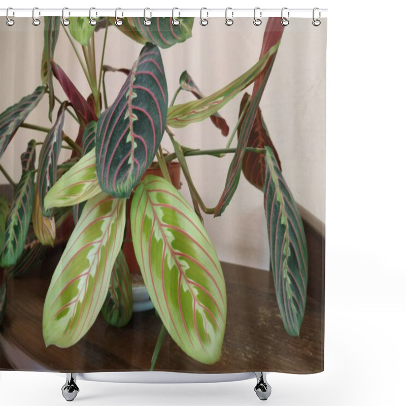 Personality  Crowton (lat. Crton) - Genus Of Plants Of The Family Euphorbia (Euphorbiaceae) Shower Curtains