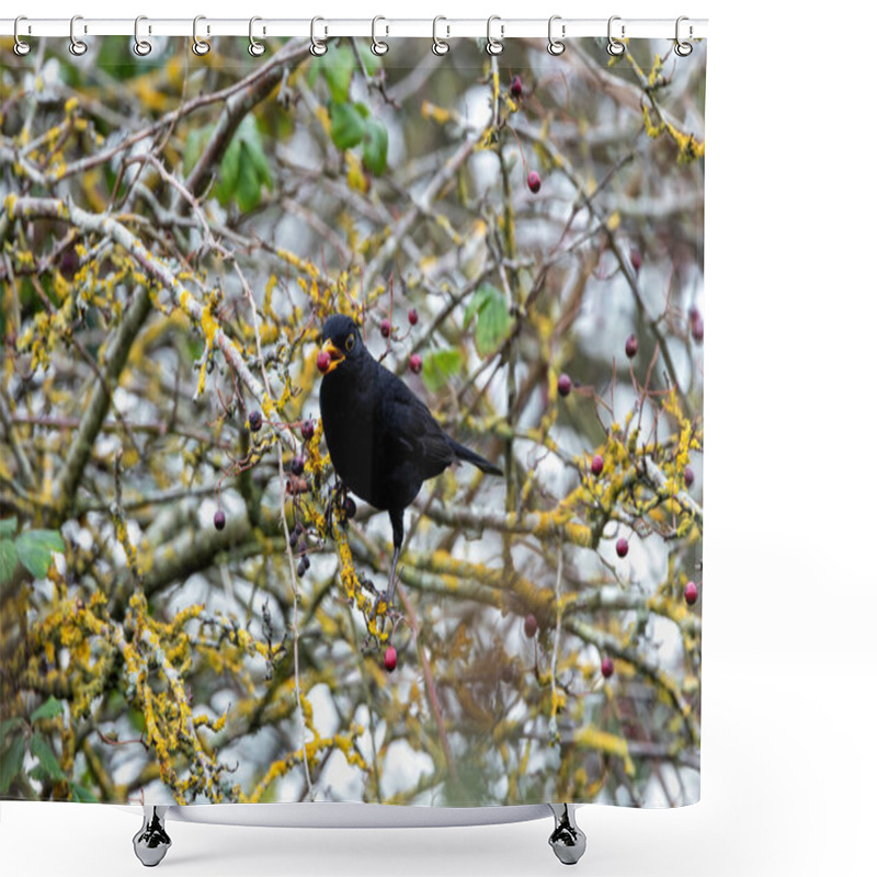 Personality  The Male Blackbird (Turdus Merula) Is An Omnivore, Feeding On Earthworms, Insects, And Berries. This Photo Was Taken In Phoenix Park, Dublin, Where These Birds Thrive In Urban And Wooded Areas Shower Curtains