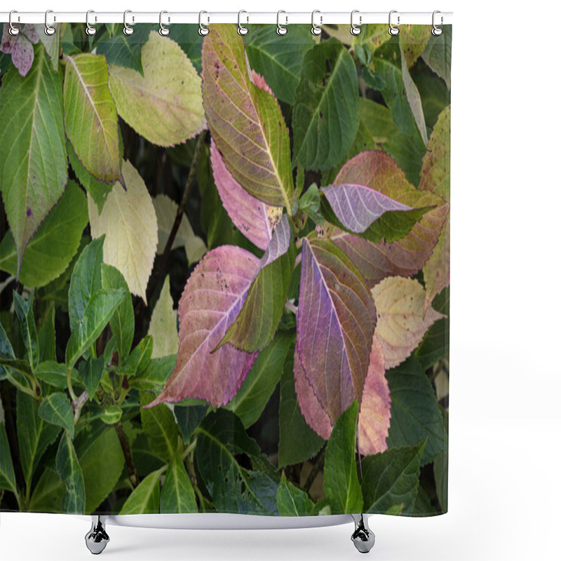 Personality  Autumn Leaves Changing Colour In The Wild Shower Curtains