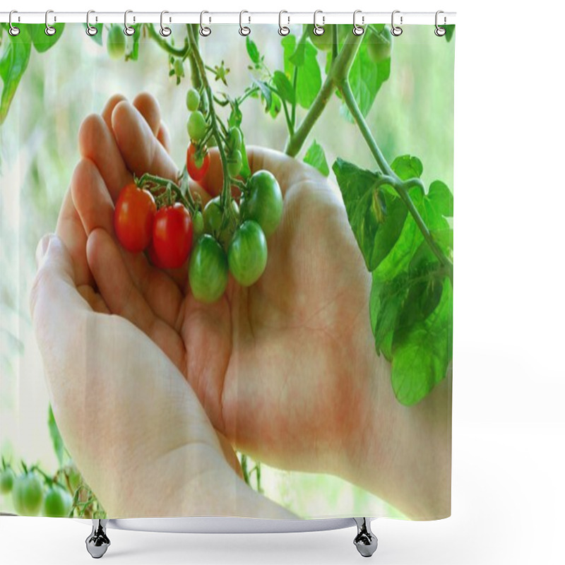 Personality  Tiny Tomatoes Turning Orange Shower Curtains