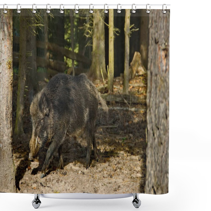 Personality  Wild Boars Roam The Dense Forest, Their Rugged Figures Moving Through The Underbrush. Surrounded By Towering Trees And Thick Foliage, They Thrive In The Wild, Embodying Nature's Untamed Beauty. Shower Curtains