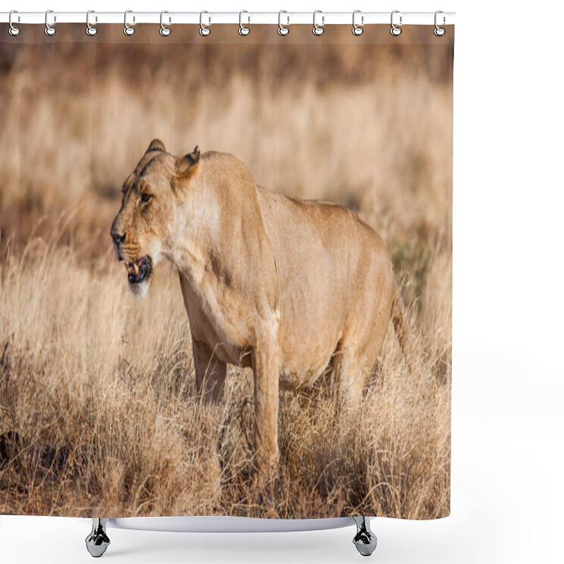 Personality  Lioness Approach, Walking Straight Towards The Camera Shower Curtains