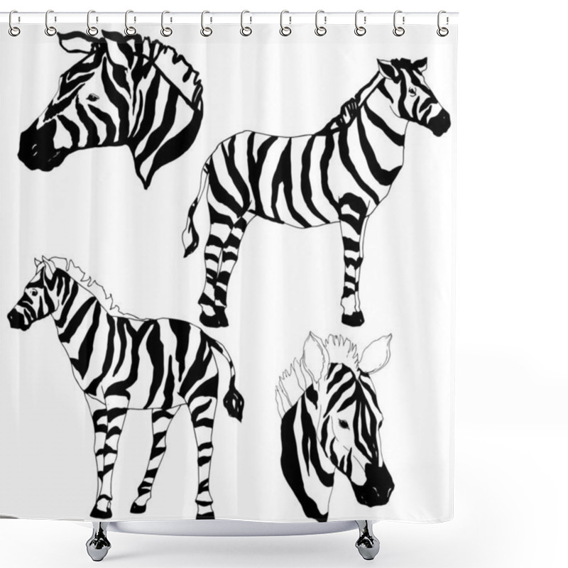 Personality  Vector Exotic Zebra Wild Animal Isolated. Black And White Engraved Ink Art. Isolated Animal Illustration Element. Shower Curtains