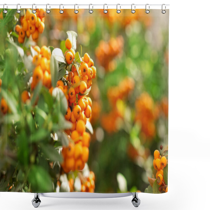 Personality  Rowan Berries On A Tree Shower Curtains