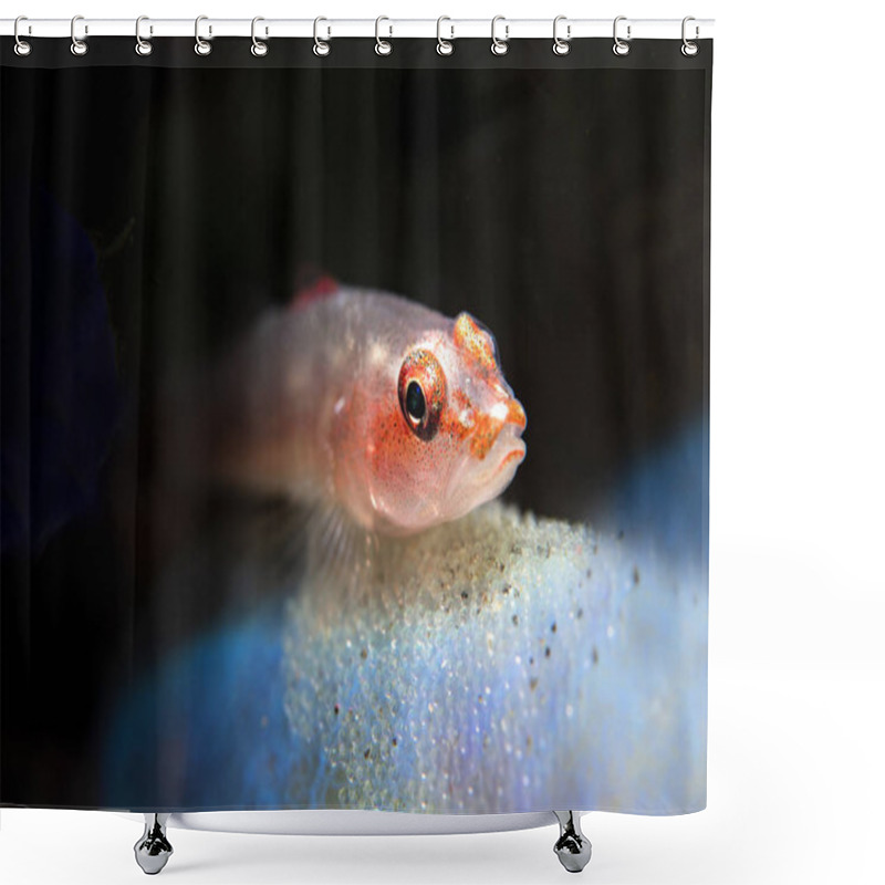 Personality  Tropical Ghost Goby Guarding Egg Shower Curtains