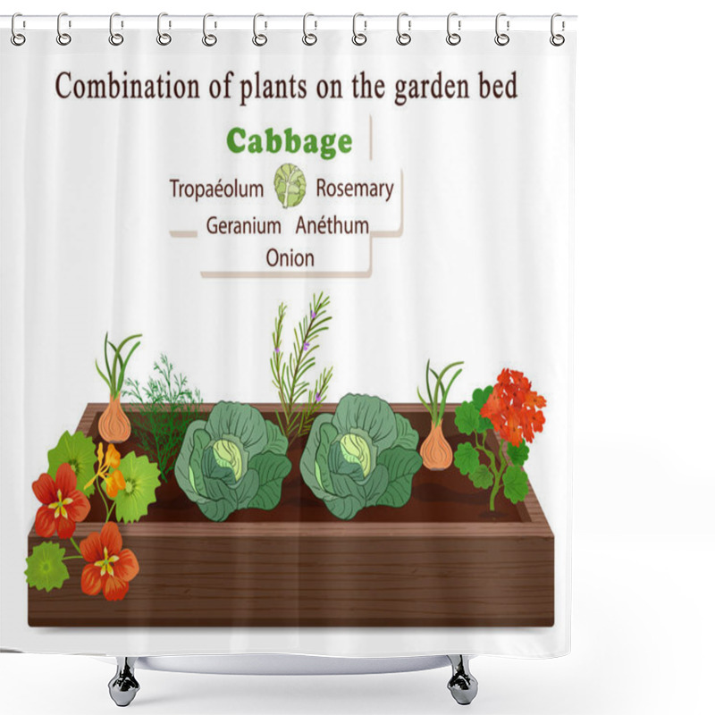 Personality  Growing Vegetables And Plants On One Bed. Cabbage, Onion, Flowers Of Geranium And Nasturtium Shower Curtains