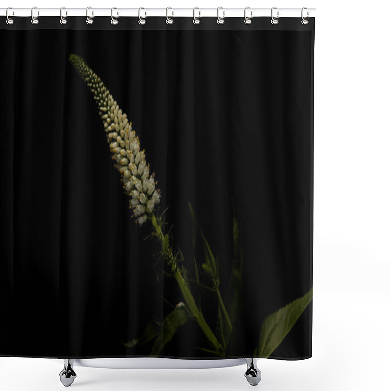 Personality  Plant With White Flowers And Leaves Isolated On Black Shower Curtains