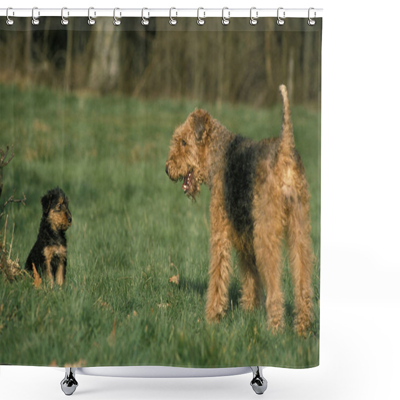 Personality  Airedale Terrier Dog, Mother With  Pup   Shower Curtains