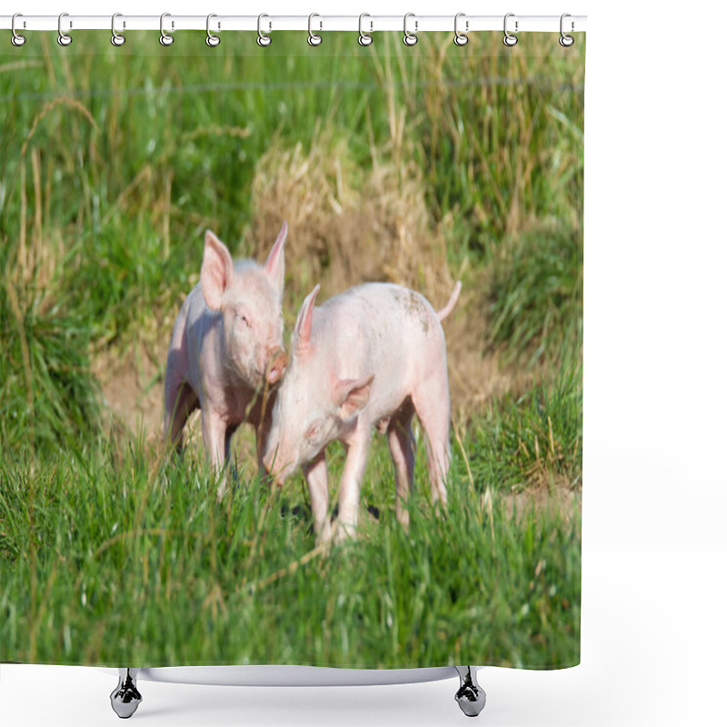 Personality  Playing Piglets On The Organic Farm Shower Curtains