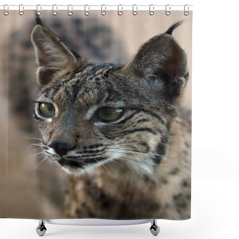 Personality  The Iberian Lynx (Lynx Pardinus), Portrait Of A Young Cat After Sunset. Shower Curtains