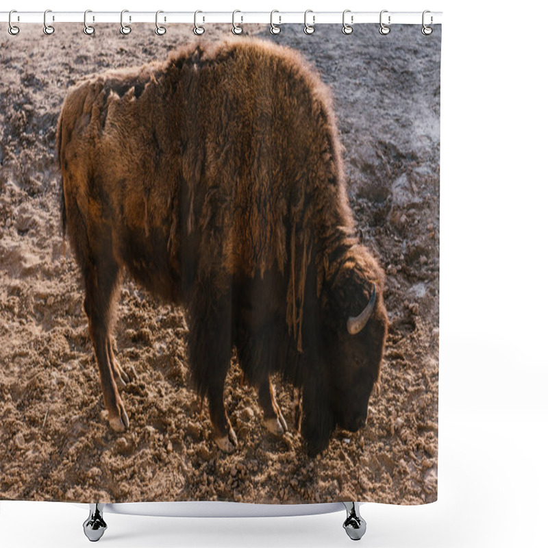 Personality  Side View Of Bison Grazing On Ground At Zoo Shower Curtains