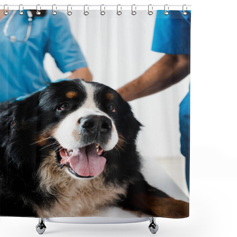 Personality  Close Up View Of Bernese Mountain Dog Muzzle Lying On Table Near Veterinarians Shower Curtains