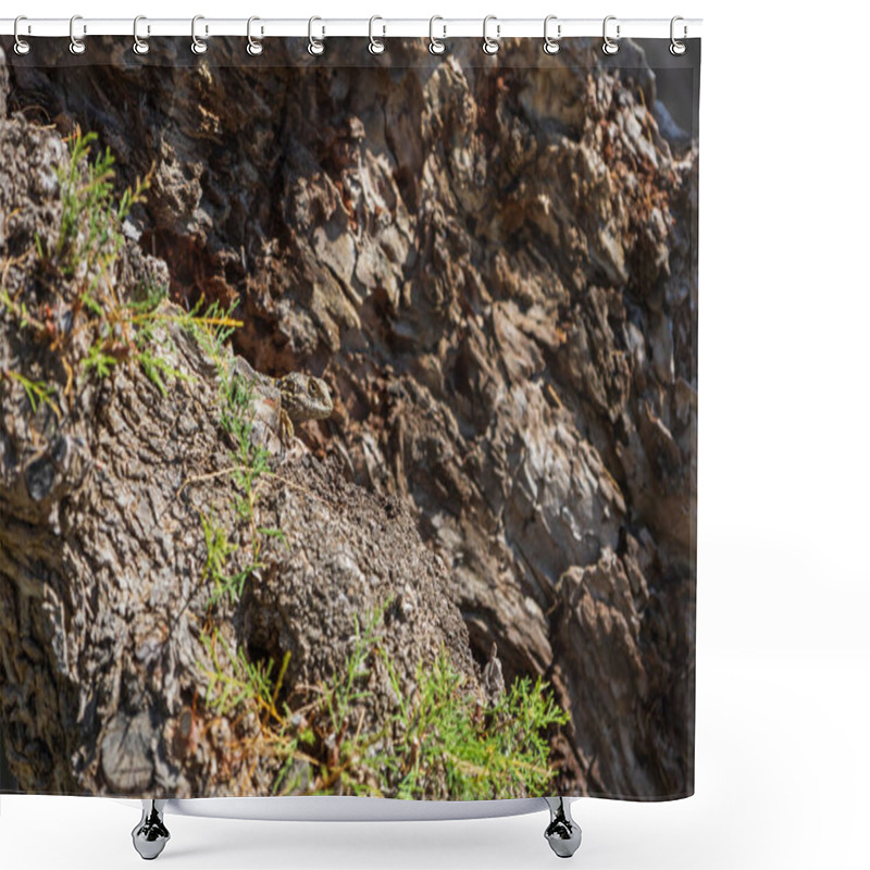 Personality  Small Lizard Among The Stones On The Beach Shower Curtains