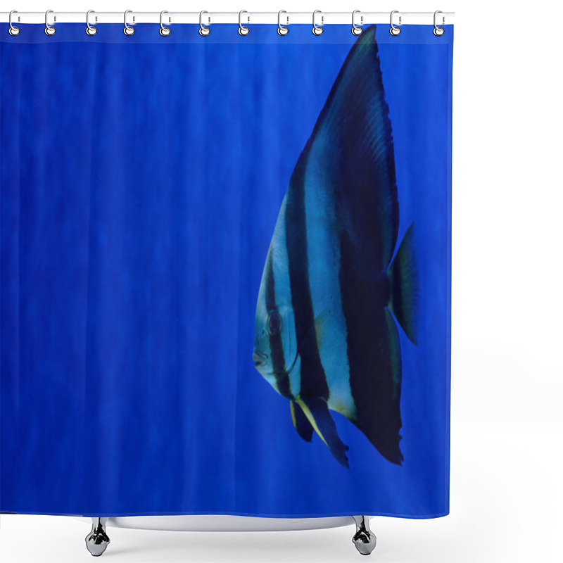 Personality  Striped Fish Swimming Under Water In Aquarium With Blue Lighting Shower Curtains