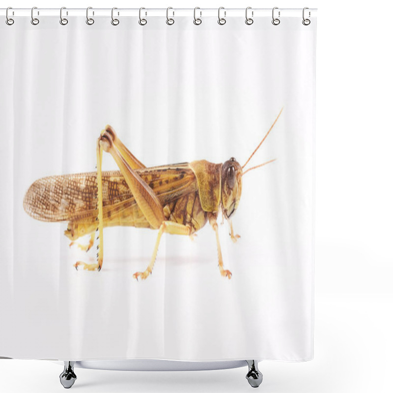 Personality  Locust, Desert Locust (Schistocerca Gregaria) Shower Curtains