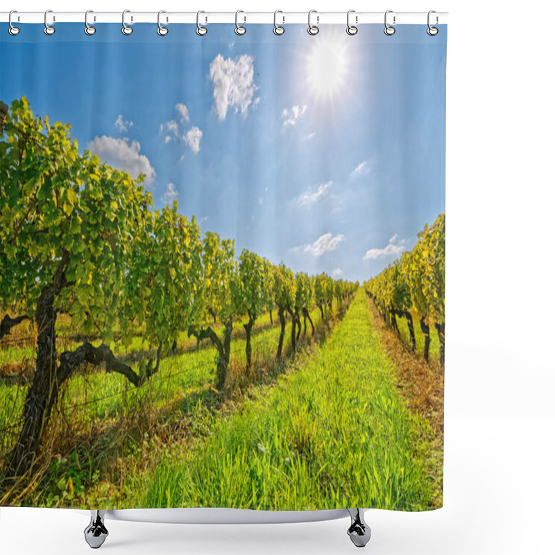 Personality  Vineyard At Sunny Day Shower Curtains