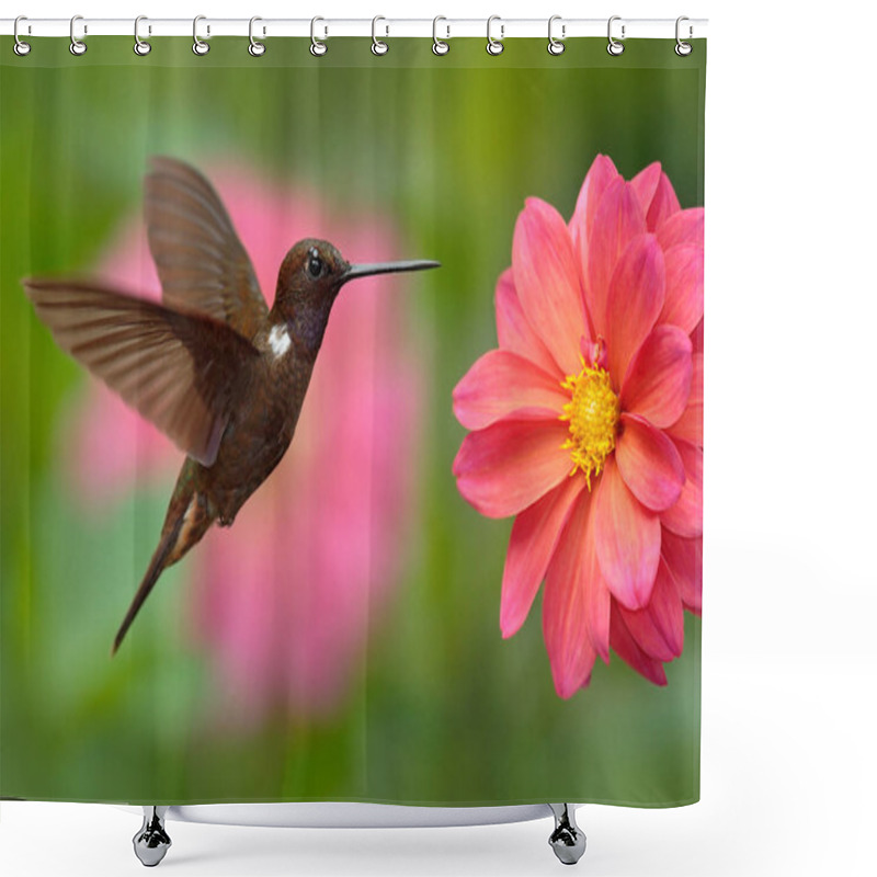 Personality  Hummingbird Brown Inca Bird Shower Curtains