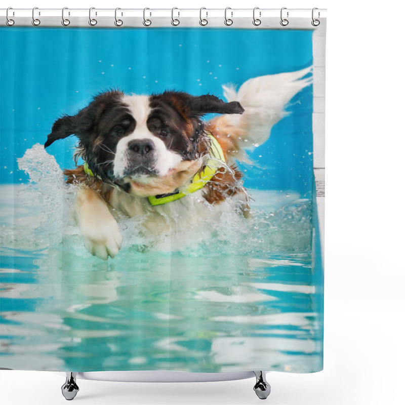 Personality  St Bernard Dog Taking A Swim Shower Curtains