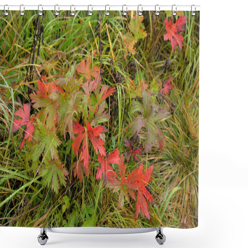 Personality  Red Leaves Of Geranium Meadow (Geranium Pratense) In Autumn Shower Curtains