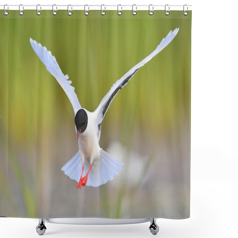 Personality  The Black-headed Gull (Chroicocephalus Ridibundus) Shower Curtains