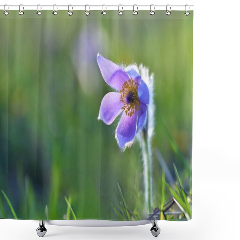 Personality  Beautiful Purple Little Furry Pasque-flower. (Pulsatilla Grandis) Blooming On Spring Meadow At The Sunset. Shower Curtains