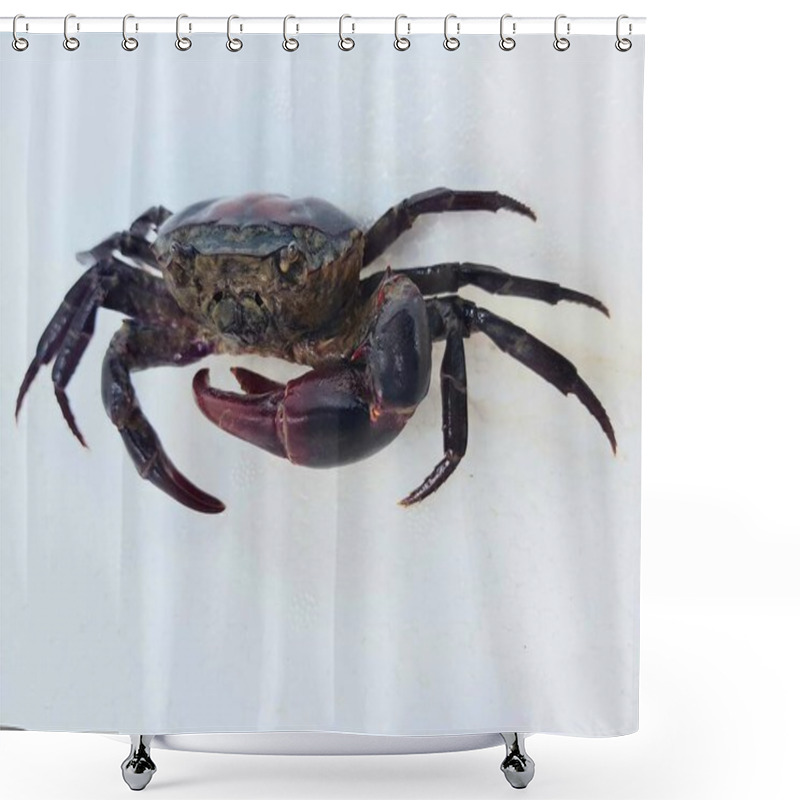 Personality  Rice Field Crab Isolated On White Background Shower Curtains