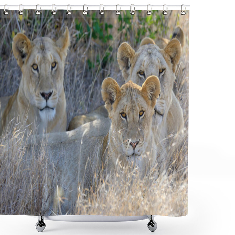 Personality  Lion In National Park Of Kenya Shower Curtains