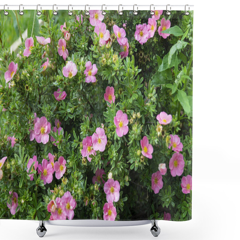 Personality  Potentilla Fruticosa In Year Garden On Background Green Sheet Shower Curtains