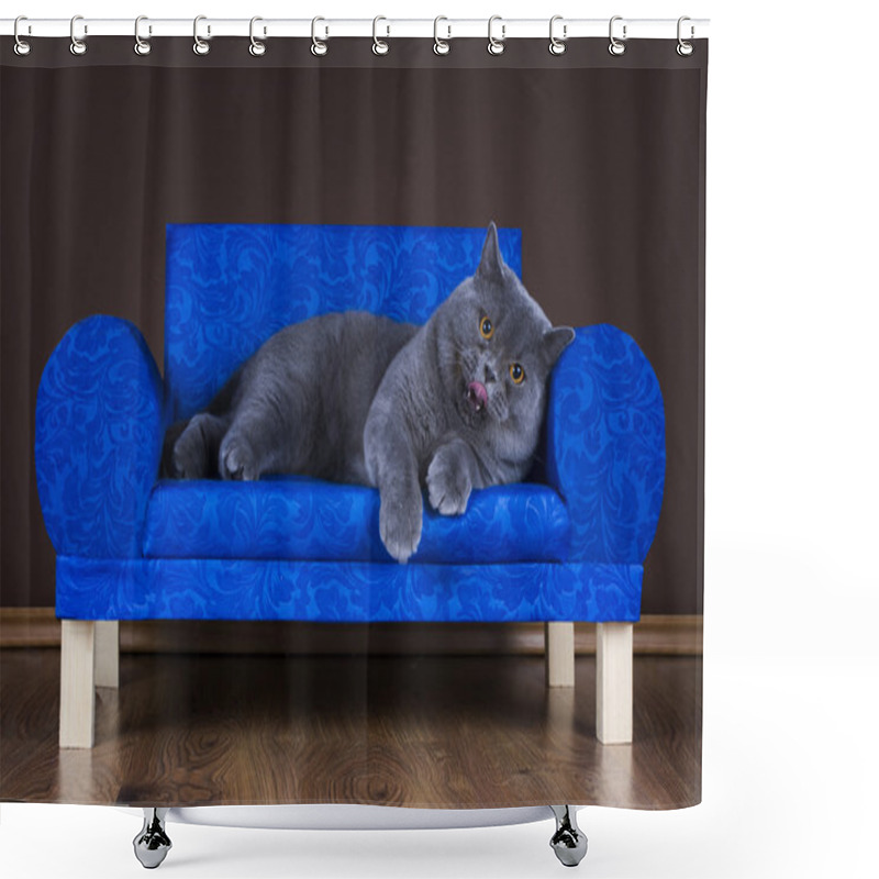 Personality  Big British Cat Resting On The Couch Shower Curtains