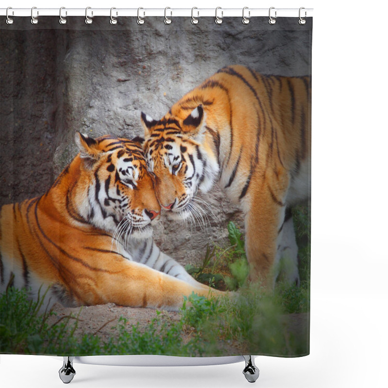 Personality  Tiger's Couple. Love In Nature. Shower Curtains