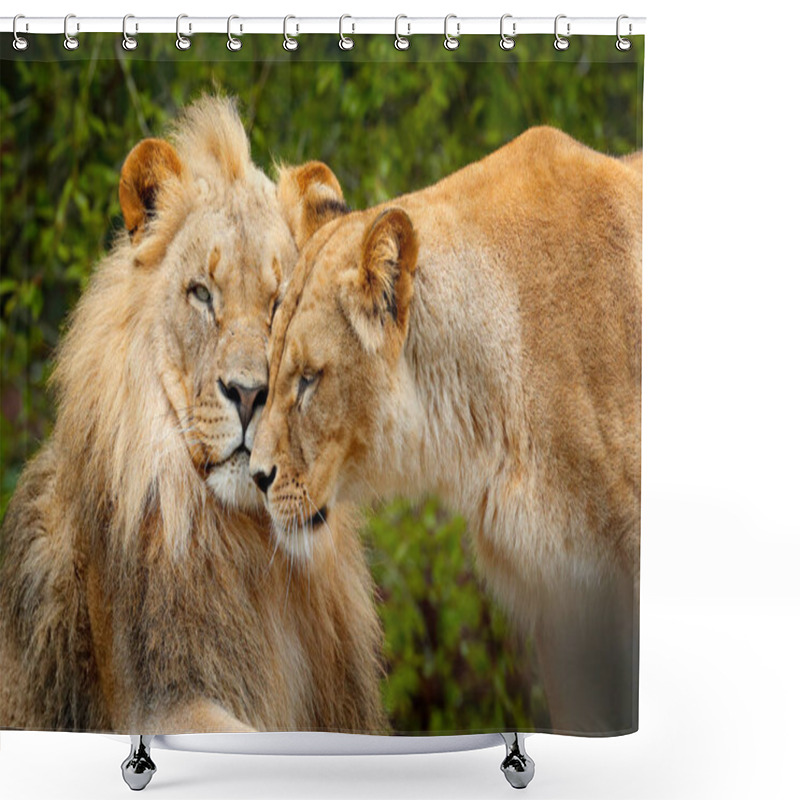 Personality  Pair Of African Lions Shower Curtains