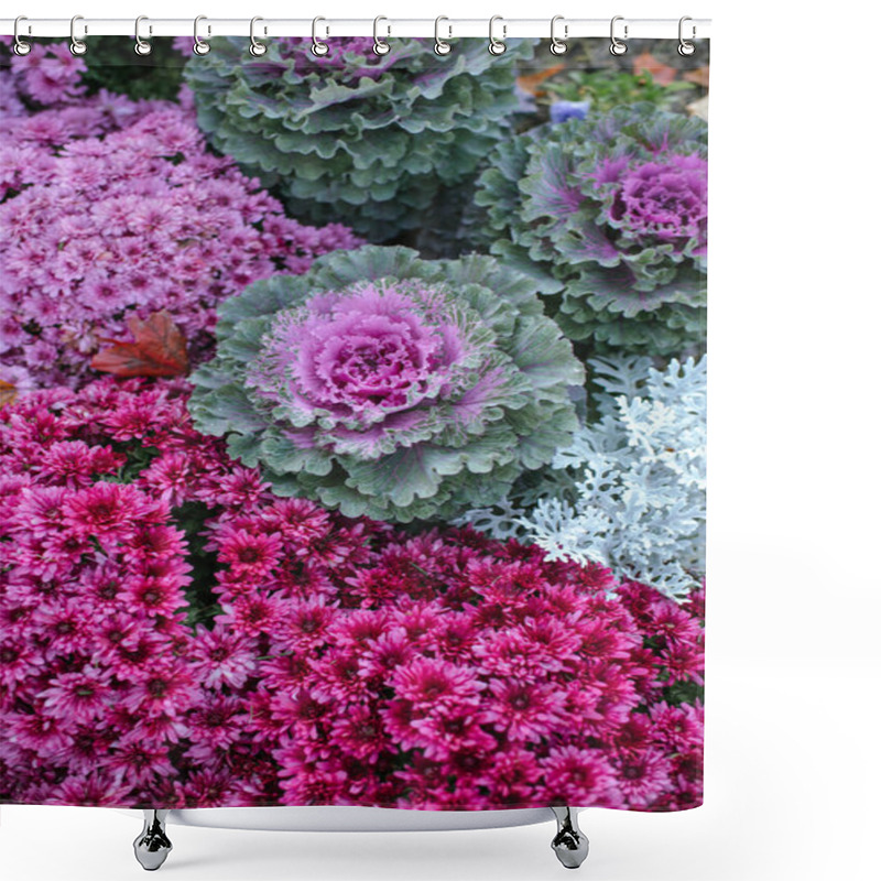 Personality  Purple Ornamental Cabbages And Vibrant Pink Chrysanthemums In Bloom Shower Curtains