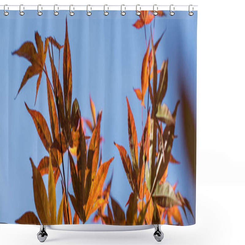 Personality  Autumn Leaves On Maple Tree With Blue Sky At Background, Panoramic Shot Shower Curtains