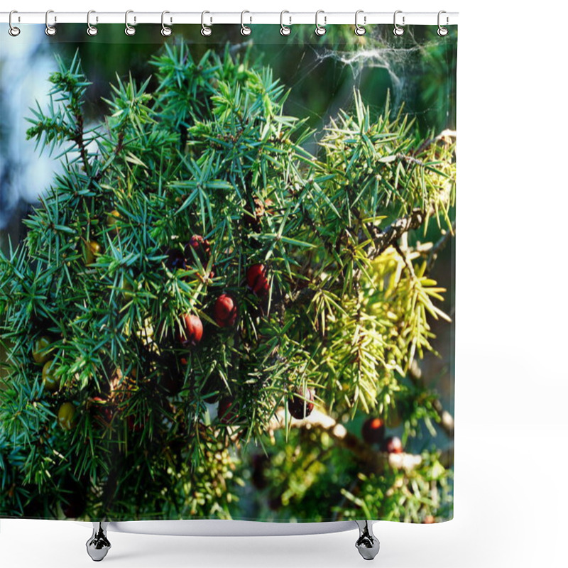 Personality  Juniper Sharp And Green Branches And Ripe Berries On It. Juniperus Oxycedrus Treetop Close Up Shower Curtains