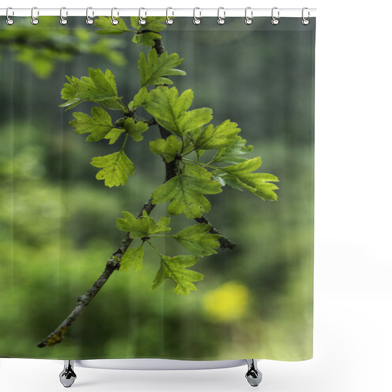 Personality  Close-Up Of Vibrant Hawthorn Leaves On A Branch Against A Soft Green Bokeh Background In Springtime Shower Curtains