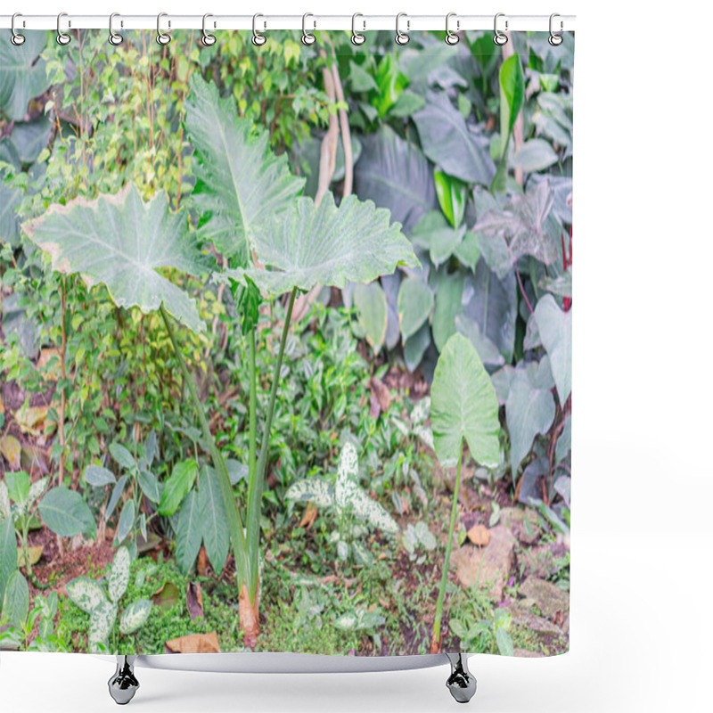 Personality  The Image Shows A Plants Growth Progression From Germination To Maturity, Depicted By Three Separate Photos A Seedling Emerging, A More Developed Plant, And A Fully Grown One With Mature Foliage Shower Curtains