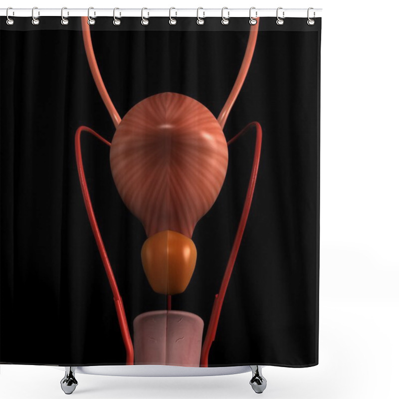 Personality  Male Reproductive System Shower Curtains