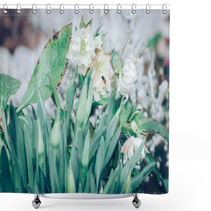 Personality  Spring White Helleborus Flowers Blossoming In Green Spring Garden Shower Curtains