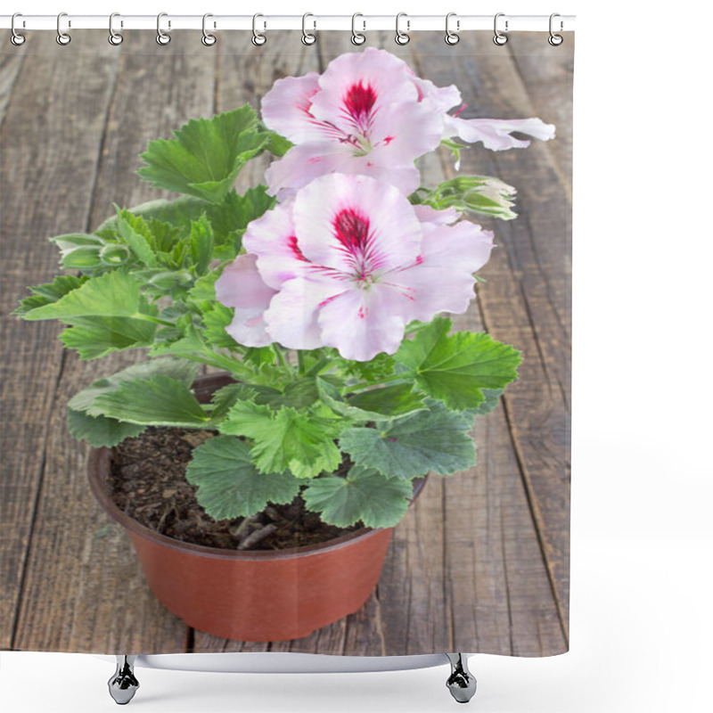 Personality  English Geranium Flower In Pot On Wooden Background Shower Curtains