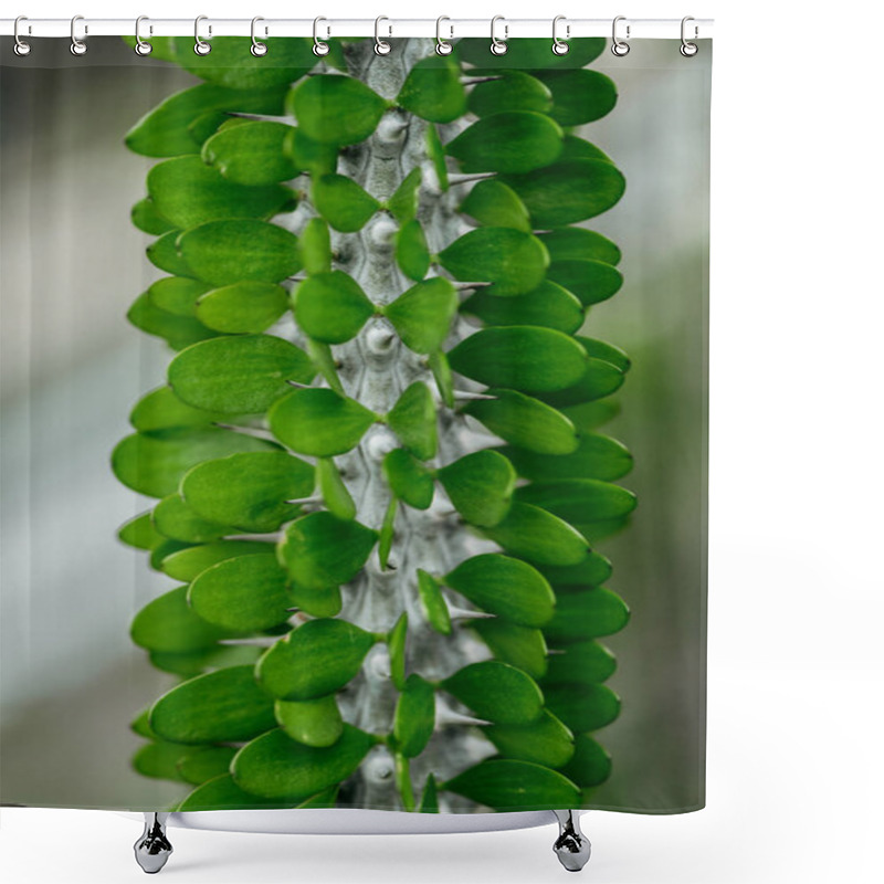 Personality  Close Up View Of Exotic Cactus With Green Leaves Shower Curtains