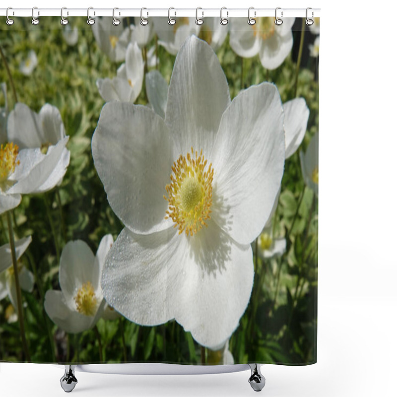 Personality  Anemone Dubravnaya Or White Anemone Is A Very Delicate And Beautiful White Flower Shower Curtains