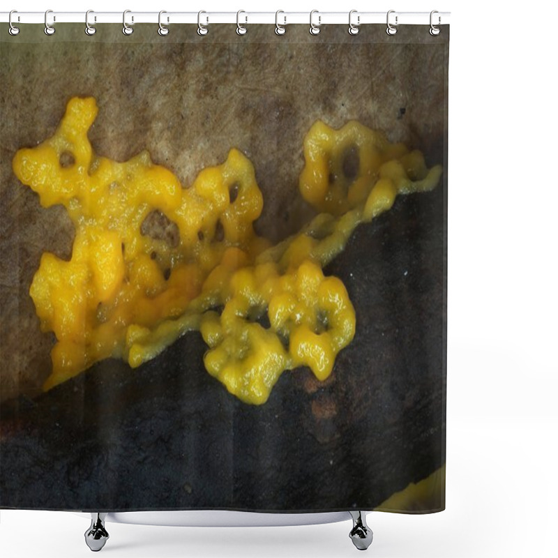 Personality  A Moving Yellow Plasmodium Of A Slime Mold On A Substrate Shower Curtains