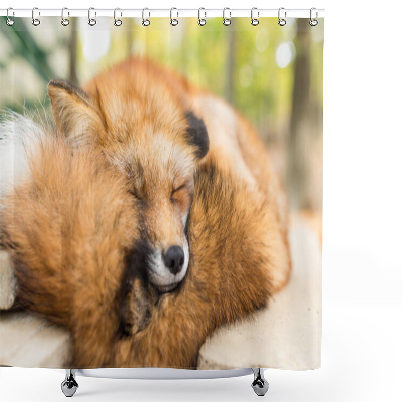 Personality  Sleepy Fox At Outdoor Shower Curtains