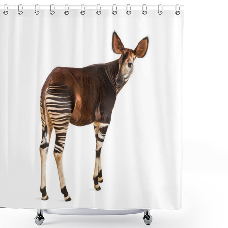 Personality  Okapi, Okapia Johnstoni, Isolated On White Shower Curtains