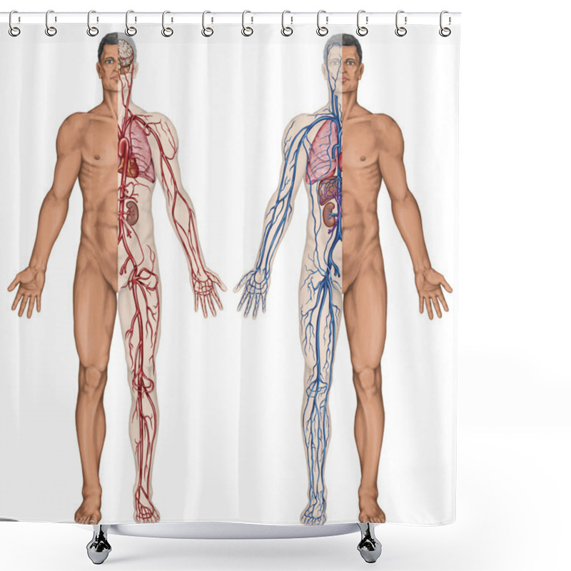 Personality  Human Bloodstream - Didactic Board Of Anatomy Of Blood System Of Human Circulation Sanguine, Cardiovascular, Vascular, Arterial And Venous System Shower Curtains