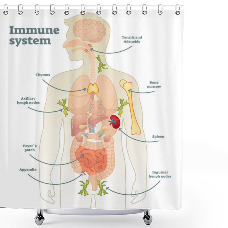 Personality  Human Immune System Diagram Shower Curtains